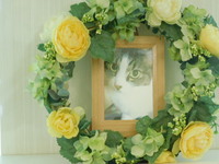 日立市愛猫ミヤコちゃん