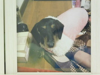 常陸太田市の愛犬ランちゃん