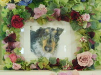 東海村の愛犬ピースちゃん