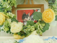 那珂市愛猫アゲハちゃん