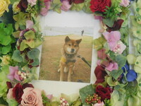 笠間市愛犬ルックちゃん