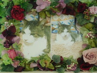 笠間市愛猫ニャンタちゃん