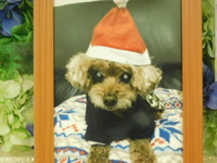 水戸市愛犬テｲアラちゃん