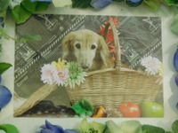 日立市愛犬りんちゃん