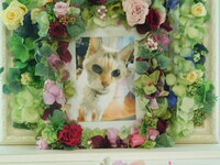 桜川市愛猫みみちゃん