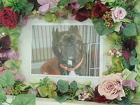 日立市愛犬ラブちゃん