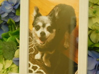 水戸市愛犬マロちゃん