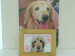 水戸市愛犬みるくちゃん