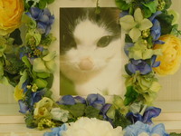 相模原市愛猫ウィンちゃん