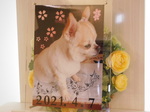 水戸市愛犬うーたん