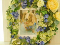 茨城町愛犬殿ちゃん