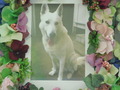 水戸市愛犬バデイーちゃん