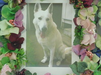 水戸市愛犬バデｲーちゃん