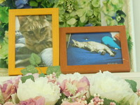 水戸市愛猫りんごちゃん