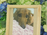 小美玉市愛犬メルちゃん