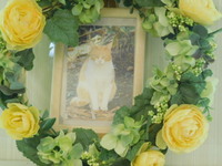 水戸市愛猫シャインちゃん