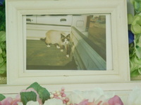 茨城町愛猫たまちゃん