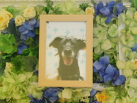 水戸市愛犬クゥちゃん