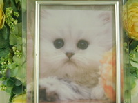 水戸市愛猫ユウジローちゃん