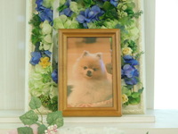 水戸市愛犬ポペちゃん