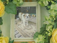 常陸太田市愛犬テｲアラちゃん