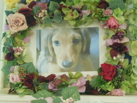 水戸市愛犬ラブちゃん