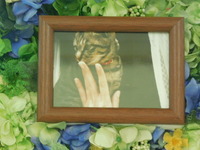 常陸太田市愛猫ちょびちゃん