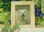 水戸市愛犬シロちゃん