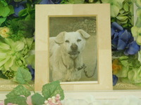 水戸市愛犬シロちゃん