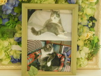 水戸市愛猫ムックちゃん