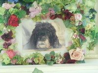 水戸市愛犬ラブちゃん