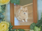 常陸太田市愛犬マロンちゃん
