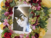 桜川市の愛猫ハゲちゃん