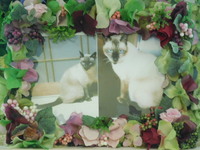 常陸大宮市愛猫マサオちゃん