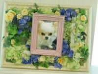 常陸太田市愛犬ひめちゃん