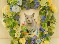 水戸市愛猫バジルちゃん