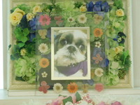 城里町愛犬フェンディちゃん