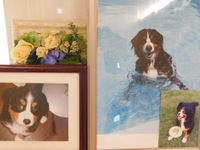 水戸市愛犬アニーちゃん