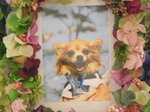 笠間市愛犬テイアラちゃん