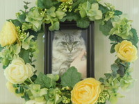 水戸市愛猫にゃーこちゃん