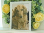 笠間市愛犬クーちゃん
