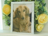 笠間市愛犬クーちゃん