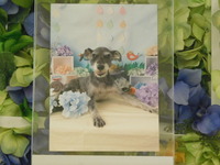 水戸市愛犬テｲアラちゃん