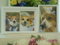 ひたちなか市愛犬モカちゃん