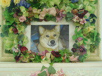 水戸市愛犬くまごろうちゃん