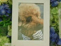 水戸市愛犬アンちゃん