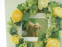 常陸大宮市愛犬マロンちゃん