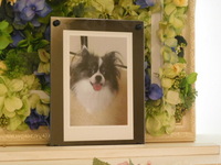 水戸市愛犬蓮ちゃん