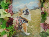 東海村愛犬ちょこちゃん