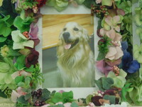 水戸市愛犬air（エール）ちゃん